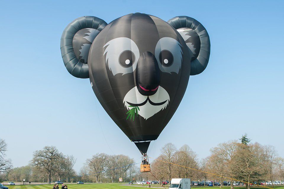 Adelaide the Koala